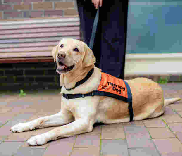 A yellow Labrador laying down in an orange Canine Court Companion vest.