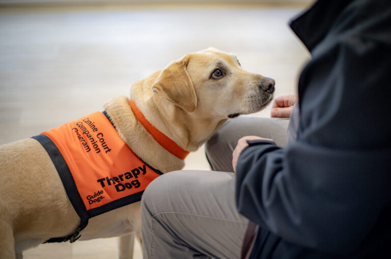 A yellow Labrador wearing the orange Canine Court Companion Vest.