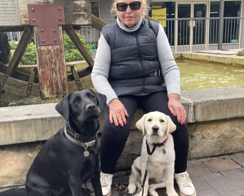 Margaret sits with black Labrador Jagger on her right and yellow Labrador Treacle on her left.