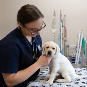 A vet with a yellow Labrador puppy.
