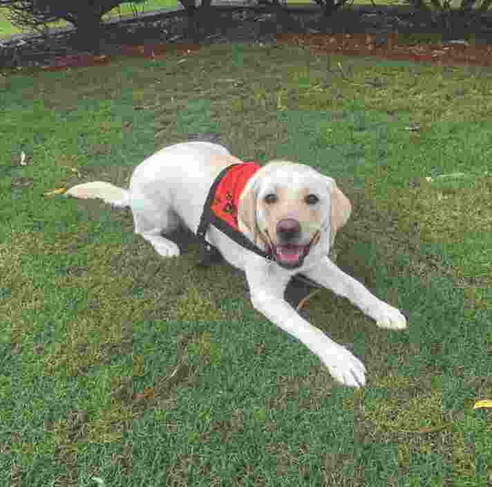 Yellow Labrador in an orange Therapy Dog coat lays on grass.