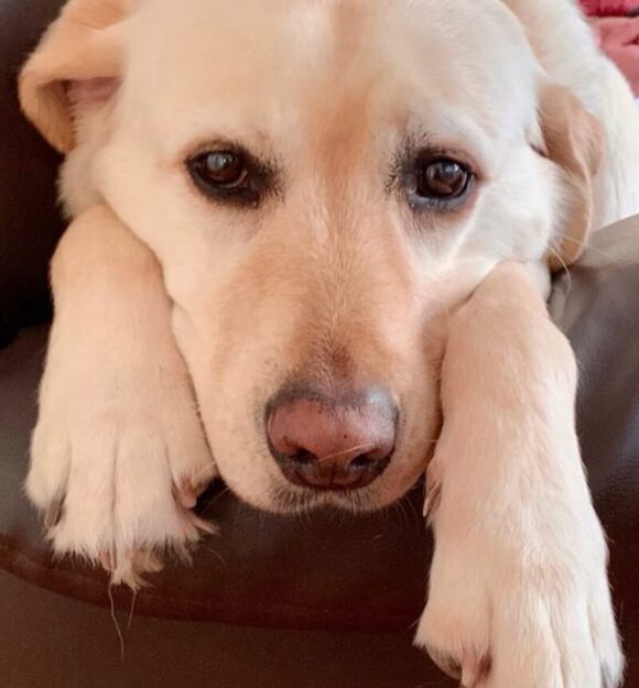 Quote by Lynette, Guide Dogs supporter.