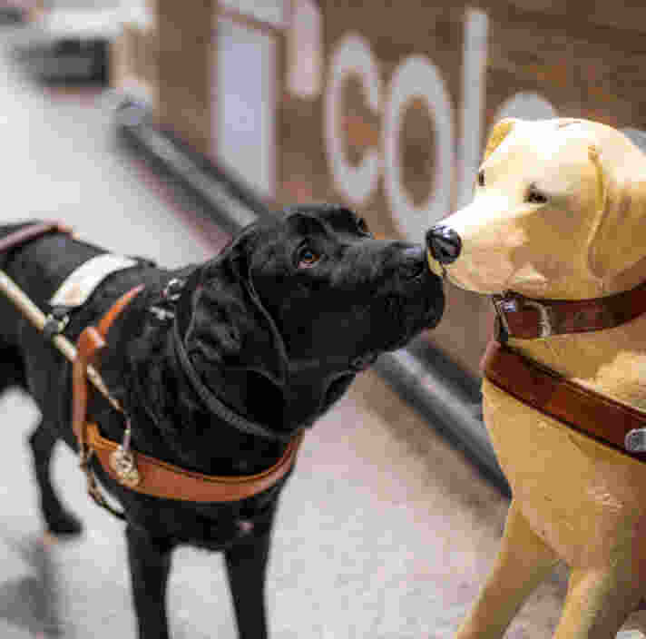 A black Labrador Guide Dog looking at a donation dog.