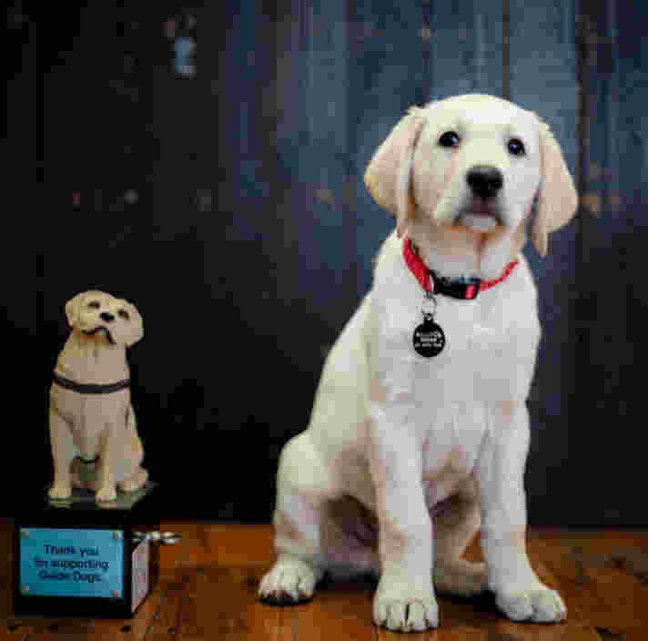 A yellow Labrador puppy sitting next to a donation dog.