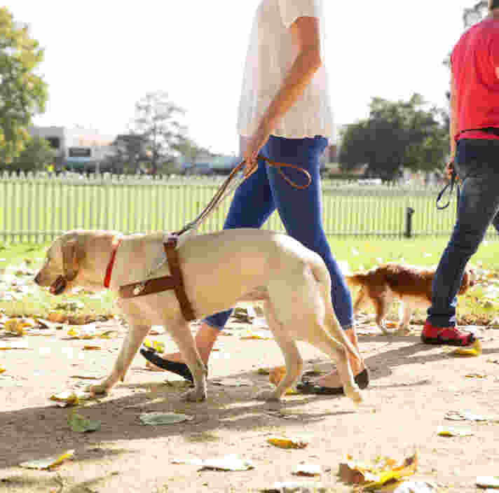 A yellow Labrador Guide Dog in harness.