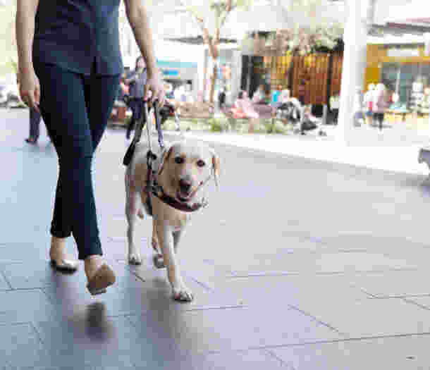 A person walking with a yellow Labrador Guide Dog.