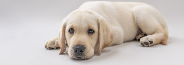 Guide Dogs Magazine is here!