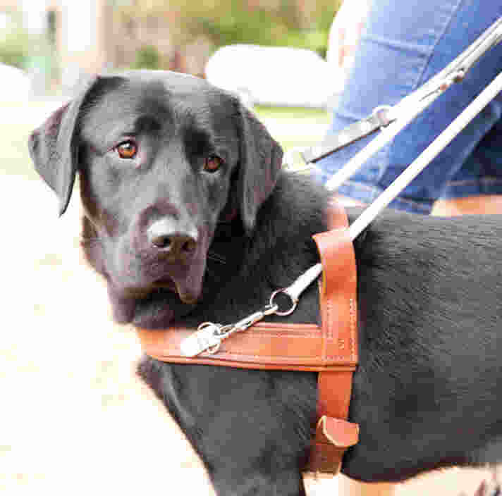 A black Labrador Guide Dog in harness.