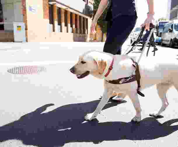 A yellow Labrador Guide Dog walking across the road.