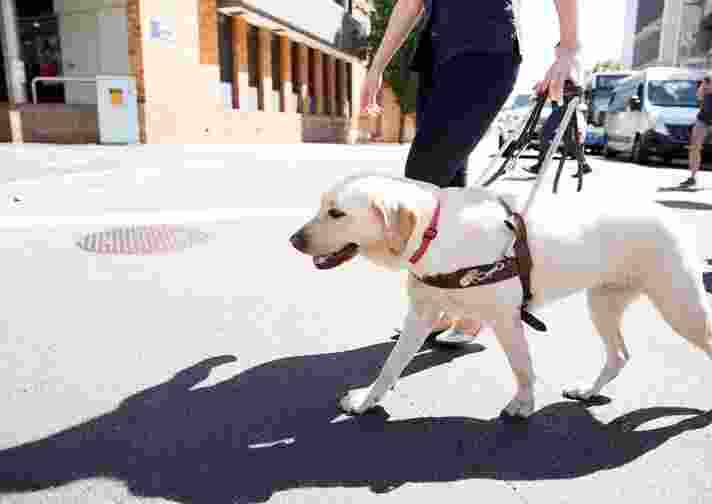 A yellow Labrador Guide Dog walking across the road.