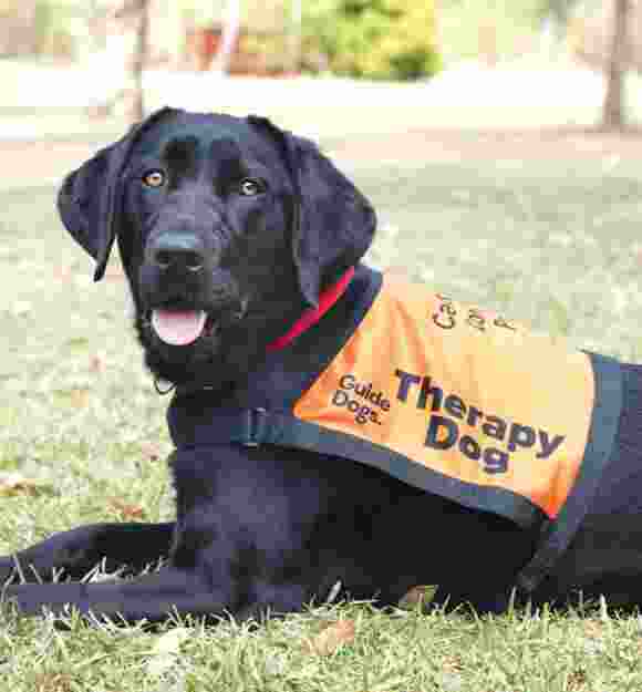 A black Labrador laying down in an orange Therapy vest.
