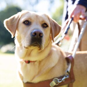 A yellow Labrador Guide Dog in Harness.
