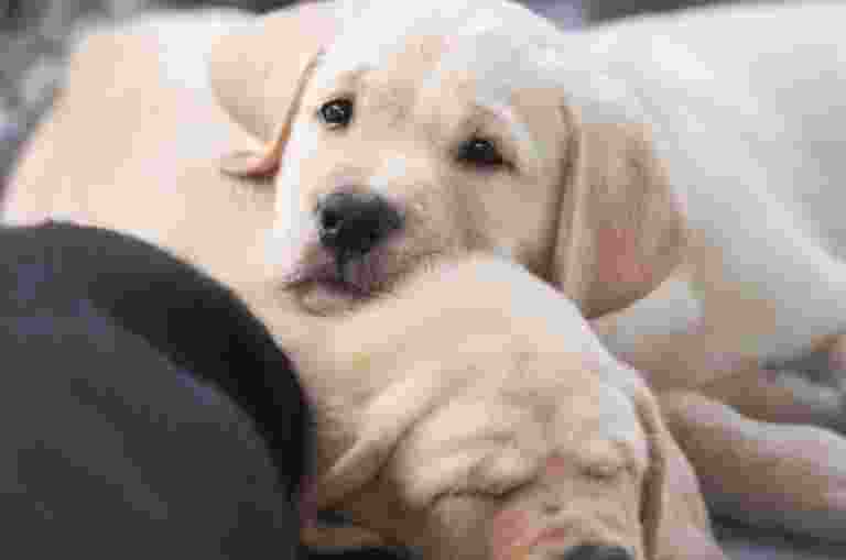 Yellow Labrador puppies asleep in a pen together.