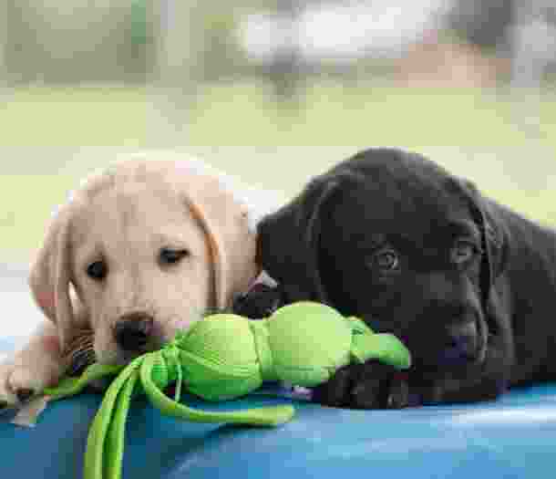 Two puppies playing with a Kong toy.