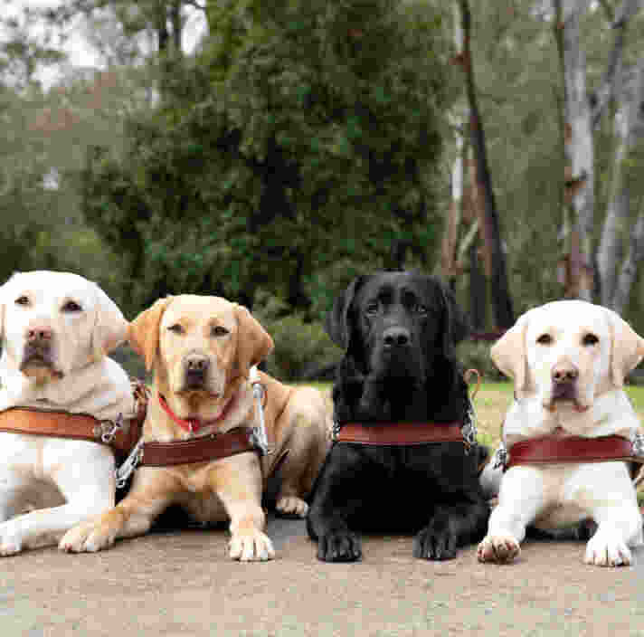 Four Labrador Guide Dogs lay on a path wearing brown leather harnesses.