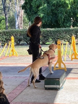 A Guide Dog trainer stands beside a yellow Labrador in harness with two feet on a platform.