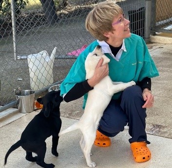 Volunteer, Silvie, crouches as a yellow Labrador puppy jumps up. A black Labrador puppy sits beside her.