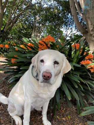 Yellow Labrador Ambassador Dog, Nancy, sits in front of a flower plant.