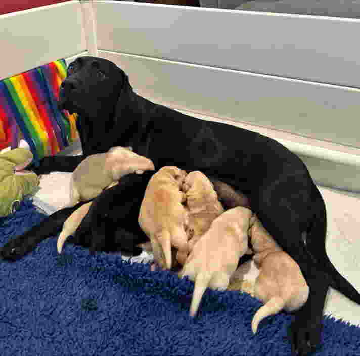 Black Labrador, Quinoa, nursing her puppies.