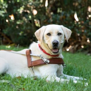 A yellow Labrador in harness.