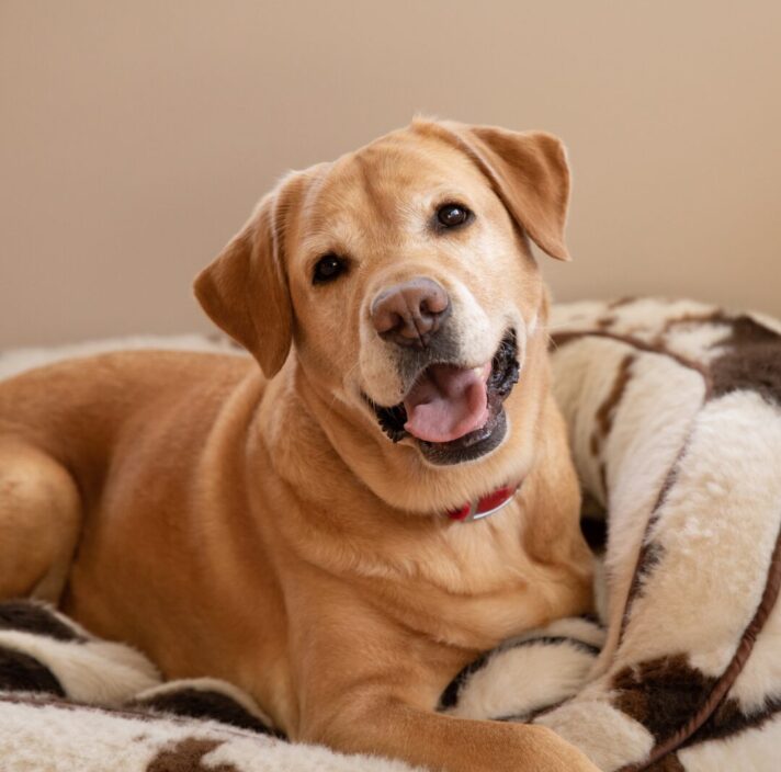 Yellow Labrador Retired Guide Dog Winnie looking at the camera.
