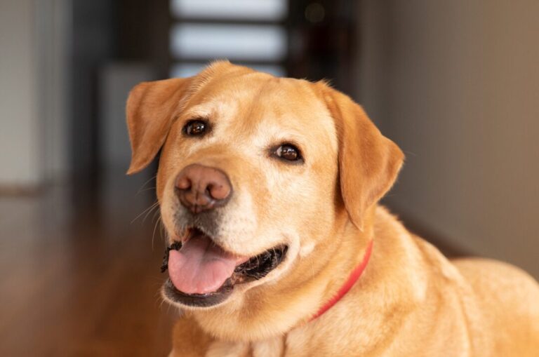 Daisy Tales Spring 2025