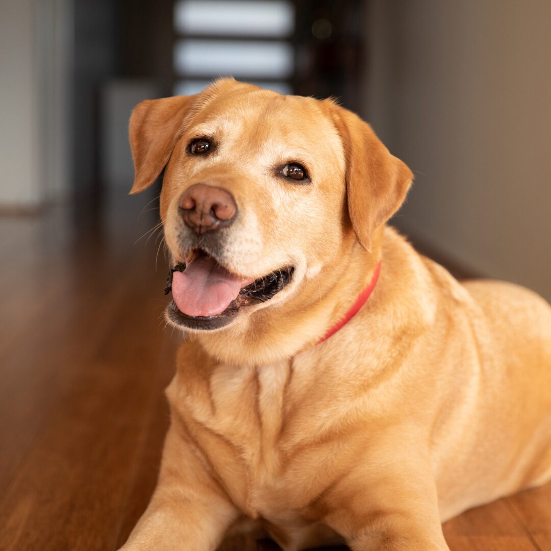 Retired Guide Dog, Winnie, lays in a hallway and smiles at the camera.