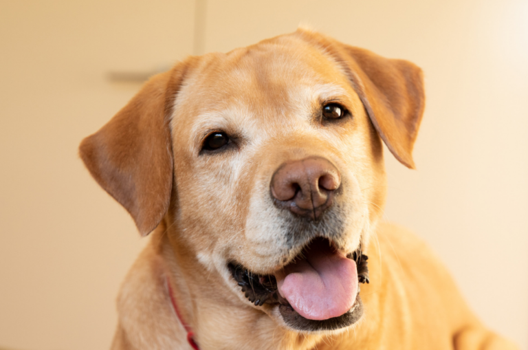 Guide Dog Tales Spring 2025