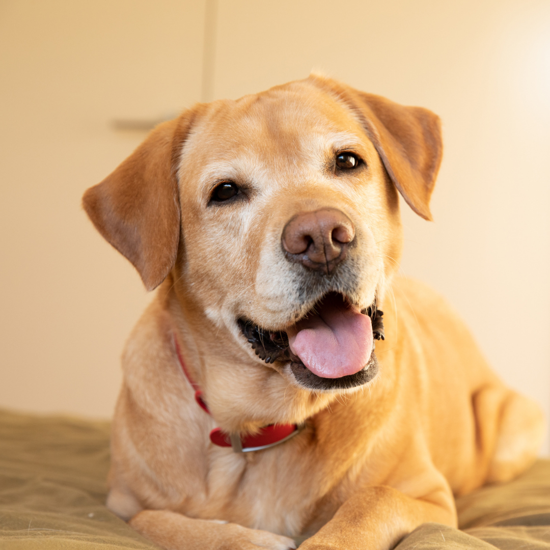 Yellow Labrador lays on a bed and smiles at the camera.