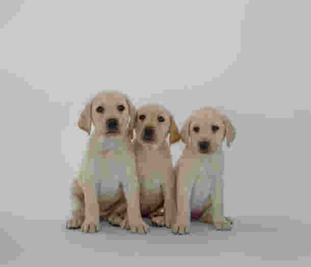 Three yellow Labrador puppies.