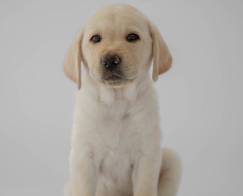 Yellow Labrador puppy Astro.