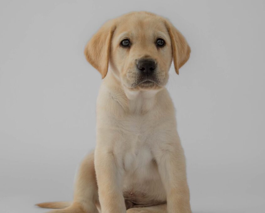 Yellow Labrador puppy Clifford.
