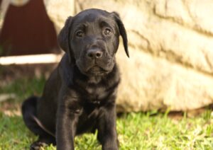 A black Labrador puppy.