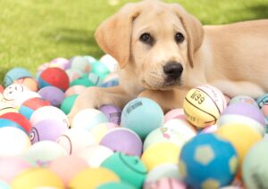 A yellow Labrador puppy with tennis balls.