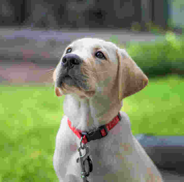 A yellow Labrador puppy sitting and looking up.