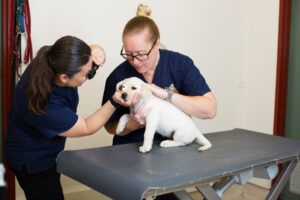 Two vets with a yellow Labrador puppy.