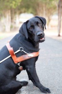 A black Labrador in harness.