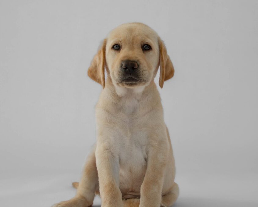 Yellow Labrador puppy Roselle.