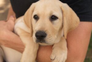 A yellow Labrador looking at the camera.