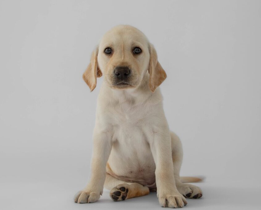 Yellow Labrador puppy Snowy.