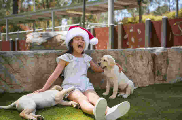 Sora sitting on the ground wearing a Santa hat patting two Labrador puppies.