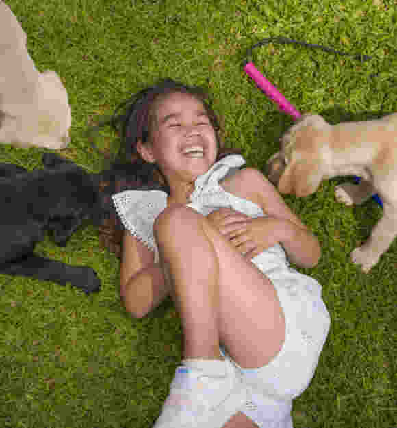 Sora laying on the ground next to her cane with three Labrador puppies.