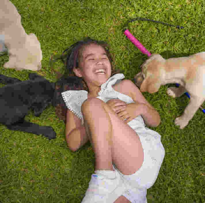 Sora laying on the ground next to her cane with three Labrador puppies.