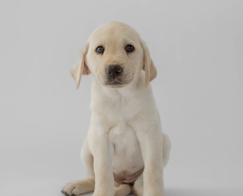 Yellow Labrador puppy Toto.