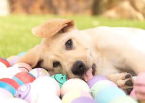A yellow Labrador puppy laying down on tennis balls.