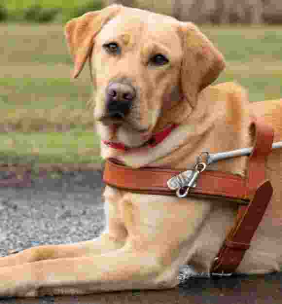 Yellow Labrador Babs laying down in harness.