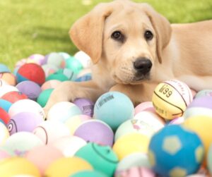 A yellow Labrador puppy with tennis balls.