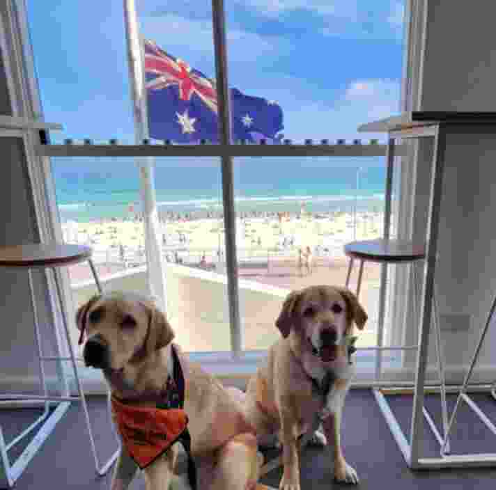 Two Labradors next to a window looking out on a beach with an Australian flag.