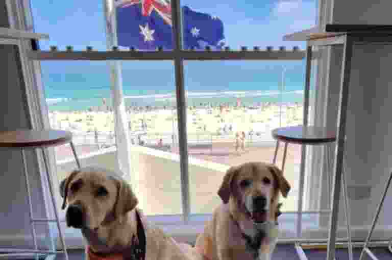 Two Labradors next to a window looking out on a beach with an Australian flag.