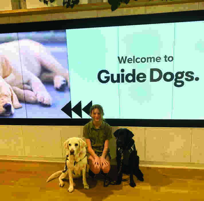 A girl crouches next to two Labradors at the Guide Dogs office
